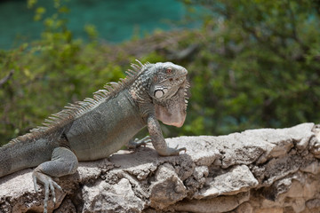 Green Iguana's Reptiles at Lagun Beach Curaca caribbean island