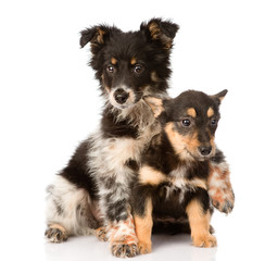 two embracing a puppy sitting in front. isolated on white 