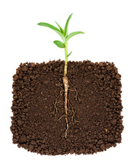 cross section view of a plant with its roots