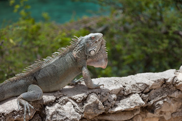 Green Iguana's Reptiles at Lagun Beach Curaca caribbean island