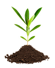 Young green plant in soil isolated on white background