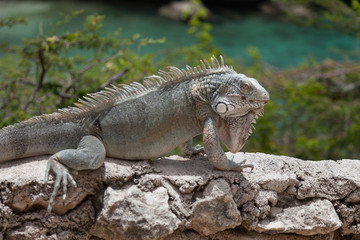 Green Iguana's Reptiles at Lagun Beach Curaca caribbean island