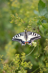 Motyl - Paź Królowej © BarbaraKrupa