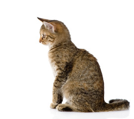 cat sitting in profile. isolated on white background