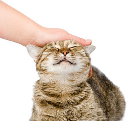 female hand patting a happy cat. isolated on white background