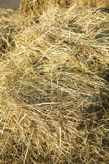 Lots of dry hay, photographed close up