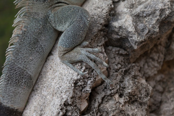Green Iguana's Reptiles at Lagun Beach Curaca caribbean island
