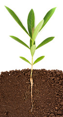 Growing plant with underground root visible