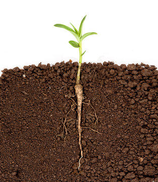 Growing plant with underground root visible