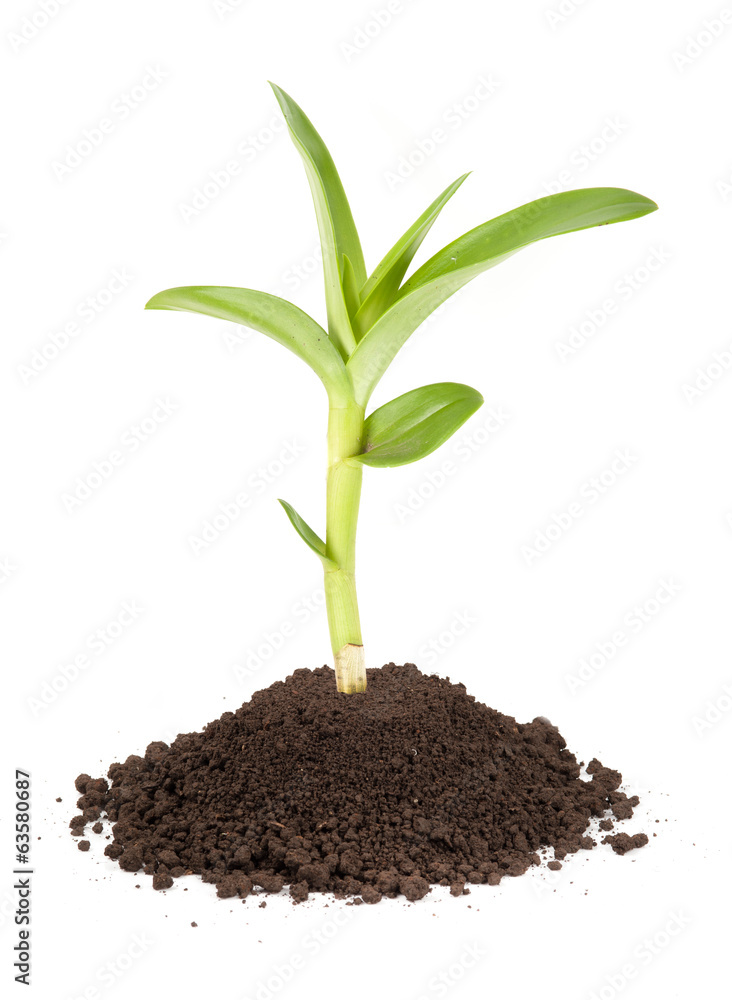 Canvas Prints new sprout and dirt isolated on white