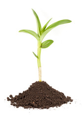 new sprout and dirt isolated on white