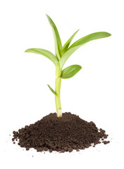 new sprout and dirt isolated on white