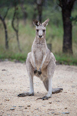 Naklejka na ściany i meble Grey kangaroo closeup