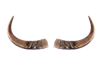 Buffalo horns on white.