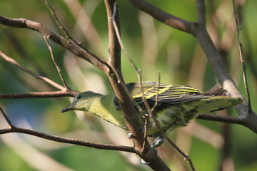 Philippine Green Pigeon (Treron axillaris) in North Luzon