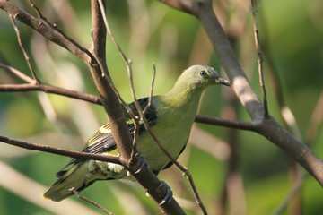 Philippine Green Pigeon (Treron axillaris) in North Luzon