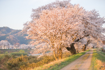 満開の桜並木