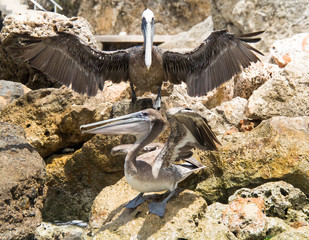 Pelican
