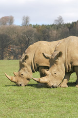Obraz premium two rhinos grazing in a grassy meadow