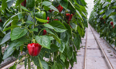 Hydroponic paprika cultivation