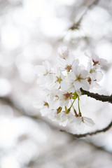 Cherry blossoms
