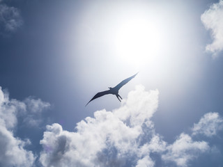 Frigate Birds