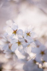 Fototapeta premium 桜