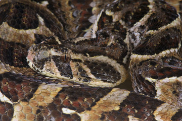 Puff adder / Bitis arietans