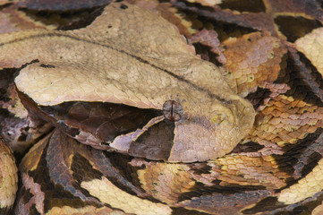 Gaboon viper / Bitis gabonica