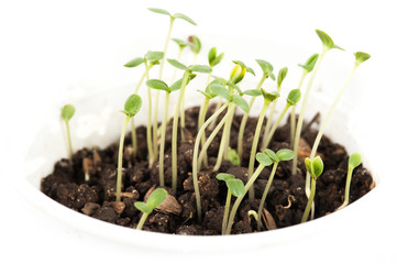 Close-up of green seedling growing out of soil