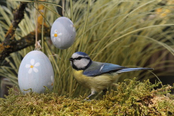 Obraz premium Tannenmeise im Garten