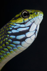 Dagger-tooth tree snake / Rhamnophis aethiopissa © mgkuijpers