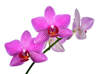 Fototapeta na wymiar Closeup of a purple orchid isolated on white