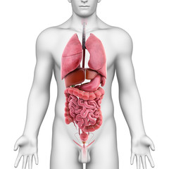 Anatomy of all organs in human body - obrazy, fototapety, plakaty