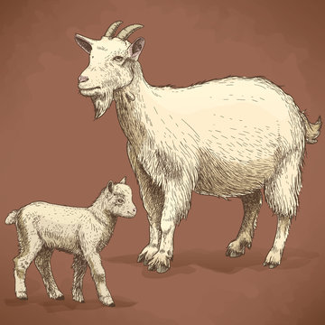 vector illustration of engraving goat and kid