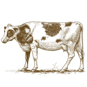 vector illustration of engraving cow
