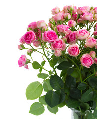 bunch fresh pink roses close up