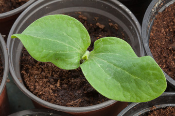 Pumpkin seedling in pot