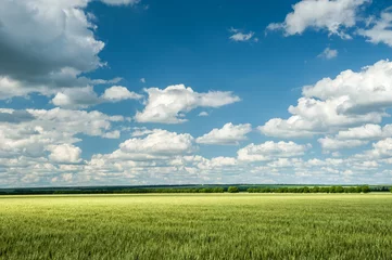 Keuken foto achterwand Donkergrijs groen tarweveld en lentelandschap met blauwe lucht