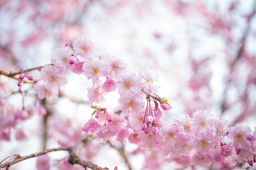 桜