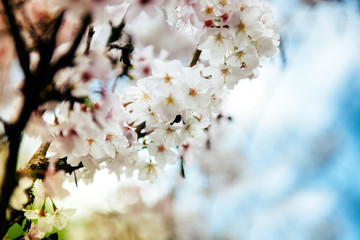White plum blossom in spring - close-up shot