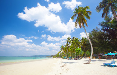 tropical beach with coconut palm