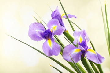 Beautiful iris flower on bright background