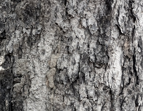 tree surface texture