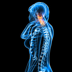 3d Anatomy of female neck pain in blue