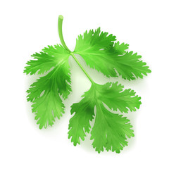 Fresh green leaves coriander, vector illustration