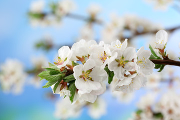 Beautiful blooming branches, close-up, on light background