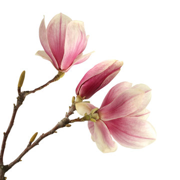 Fototapeta magnolia