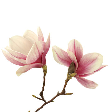 Fototapeta magnolia