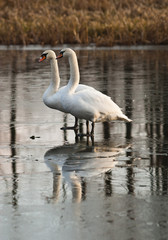 Łabędzie2 © dobutrex